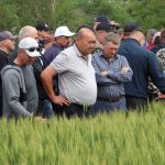 День поля в Калмыкии: жестокие погодные условия как плюсы селекции и вызовы для аграриев юга России