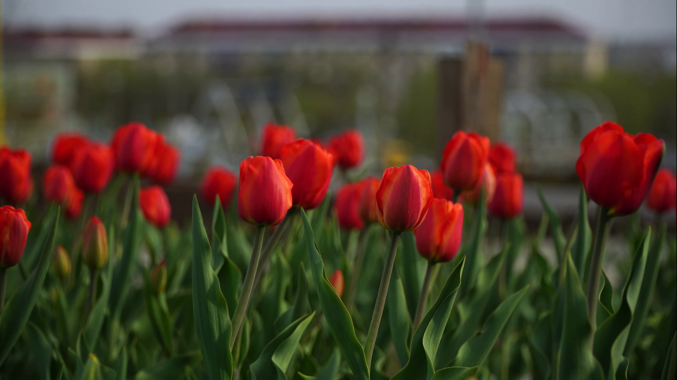 тюльпаны расцветут песня