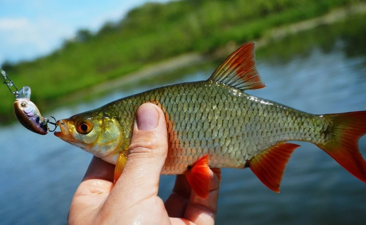 Найти рыбу. Краснопёрка рыба. Красноперка Scardinius erythrophthalmus. Красноперка Озерная. Красноперка обыкновенная.