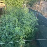  У жителя Калмыкии нашли коноплю и оружие 