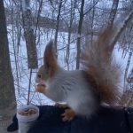 Группа «Дружба» вышла на связь: белки в порядке