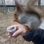 Одна из элистинских белочек погибла под колесами машины