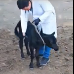 В районе Калмыкии помогли теленку с аномалией ног