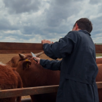 В районе Калмыкии провели биркование КРС