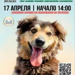 В столице Калмыкии обсудят проблему бездомных животных