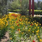 Фестиваль тюльпанов привлек в Калмыкию еще больше туристов