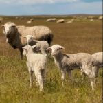 В хозяйствах Калмыкии получили около 900 тысяч ягнят