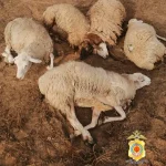 В Калмыкии поймали похитителей овец