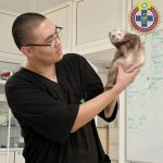 Ветеринары Калмыкии вылечили хорька