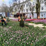 Тюльпаны и… качество пешеходных дорожек в Элисте