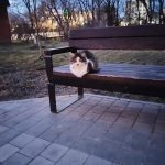 О дне равноденствия, поросенке Бульбе и мании к метеосводкам