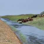 Калмыцкие экологи восстановили старый канал в заповеднике для сайгаков