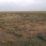 Калмыкия стала частью международного проекта о сохранении земель