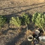 Жителя Калмыкии подозревают в незаконном обороте наркотиков