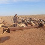 Возвращение к корням: история животновода из Калмыкии Галаша Лиджиева