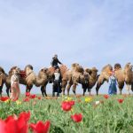 Фестиваль тюльпанов в Калмыкии назвали в числе лучших практик России