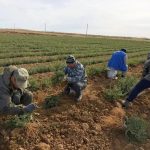В питомниках Калмыкии проводят выборку саженцев для посадки