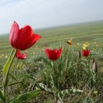 Пирамида Маслоу, эффект бабочки и хрупкий ландшафт Калмыкии: почему пора задуматься о природе 