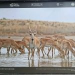 Калмыцкий заповедник стал участником фотовыставки в Москве