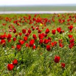В столице Калмыкии продолжается Фестиваль тюльпанов