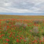 Экологов Калмыкии тревожат растущие поля маков в двух районах