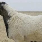 В районе Калмыкии раскрыли кражу овцы у животновода