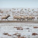 В Калмыкии подвели итоги гона сайгаков