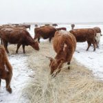 Животноводы Калмыкии запаслись кормами на долгую зиму  