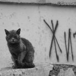 В Калмыкии все еще нет приюта для бездомных животных