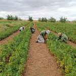Лесоводы Калмыкии проводят инвентаризацию посадочного материала
