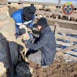 Ветеринарная служба Калмыкии приступила к эпизоотическому мониторингу 