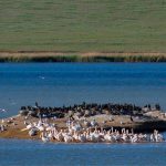 Маныч-Гудило и другие жемчужины Калмыкии: сегодня День водно-болотных угодий