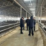 В Яшкульском районе зимовка поголовья скота проходит в штатном режиме