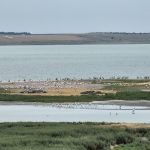 В Калмыкии зафиксирован рекордный прирост популяции розовых пеликанов