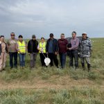 В Целинном районе обнаружили личинки марокканской саранчи