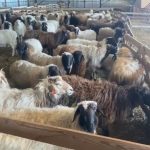 На экспериментальных базах КалмГУ стартовал сезон стрижки овец