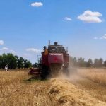 Ученые Калмыкии испытали на полях КалмГУ новый сорт ячменя «Степняк»