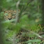 ВТБ выбирает имя для третьего котёнка дальневосточного леопарда