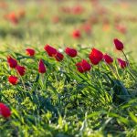 Гостям Фестиваля тюльпанов в Калмыкии объяснили, как не нарушить закон