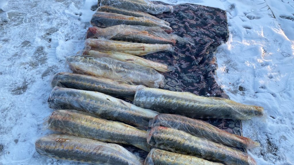 Пограничная служба Калмыкии пресекла незаконный оборот ценной рыбы 