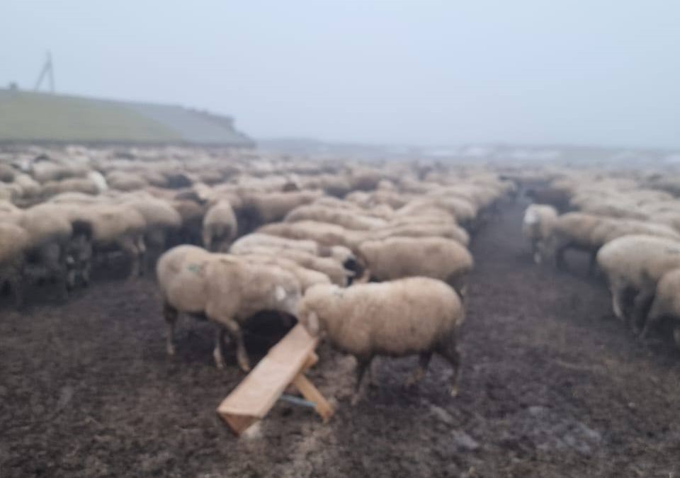 Зимовка скота в Яшкульском районе проходит в штатном режиме