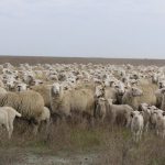 Селекция и генетика – основа технологического развития отрасли